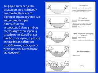 Τα ψάρια είναι οι πρώτοι
οργανισμοί που πεθαίνουν
ενώ ακολουθούν και τα
βακτήρια δημιουργώντας ένα
νεκρό οικοσύστημα.
Αποτέλεσμα του
ευτροφισμού είναι η πτώση
της ποιότητας του νερού, η
μεταβολή της χλωρίδας και
πανίδας των νερών, η μείωση
της αισθητικής αξίας του
περιβάλλοντος καθώς και οι
περιορισμένες δυνατότητες
για αναψυχή.
 