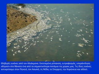 Θλιβερές εικόνες από τον Αλιάκμονα. Εκτεταμένη ρύπανση, ευτροφισμός, υπεράντληση
οδηγούν στο θάνατο ένα από τα σημαντικότερα ποτάμια της χώρας μας. Τις ίδιες εικόνες
αντικρύσαμε στον Πηνειό, τον Ασωπό, τη Νέδα, το Σπερχειό, την Κορώνεια και αλλού.
 