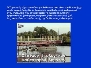 Ο Σαρωνικός είχε καταντήσει μια θάλασσα που μέσα του δεν υπήρχε
καμία μορφή ζωής. Με τη λειτουργία του βιολογικού καθαρισμού
στην Ψυτάλλεια που επεξεργάζεται τα λύματα της Αττικής
εμφανίστηκαν ξανά ψάρια, όστρακα, μαλάκια και γενικά ζωή.
Δες παρακάτω τα στάδια αυτής της διαδικασίας καθαρισμού.
 