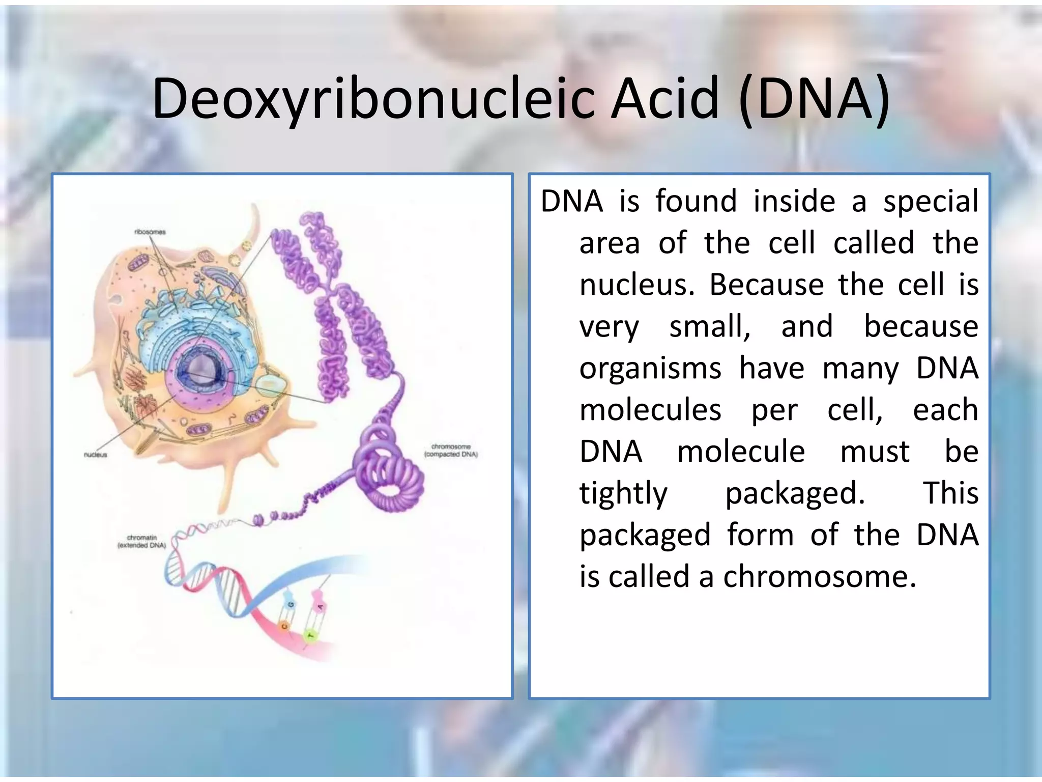 IntroductionThe problem:             basic understanding of how gene sequences code specific proteins    l   Lack of the information necessary to completely understand role of DNA in specific diseases or the functions of the thousands of proteins that are produced.The goals:provide scientists with a means to explain:Biological processes. Malfunctions in these processes which lead to diseases. Drug discovery and their mode of action.