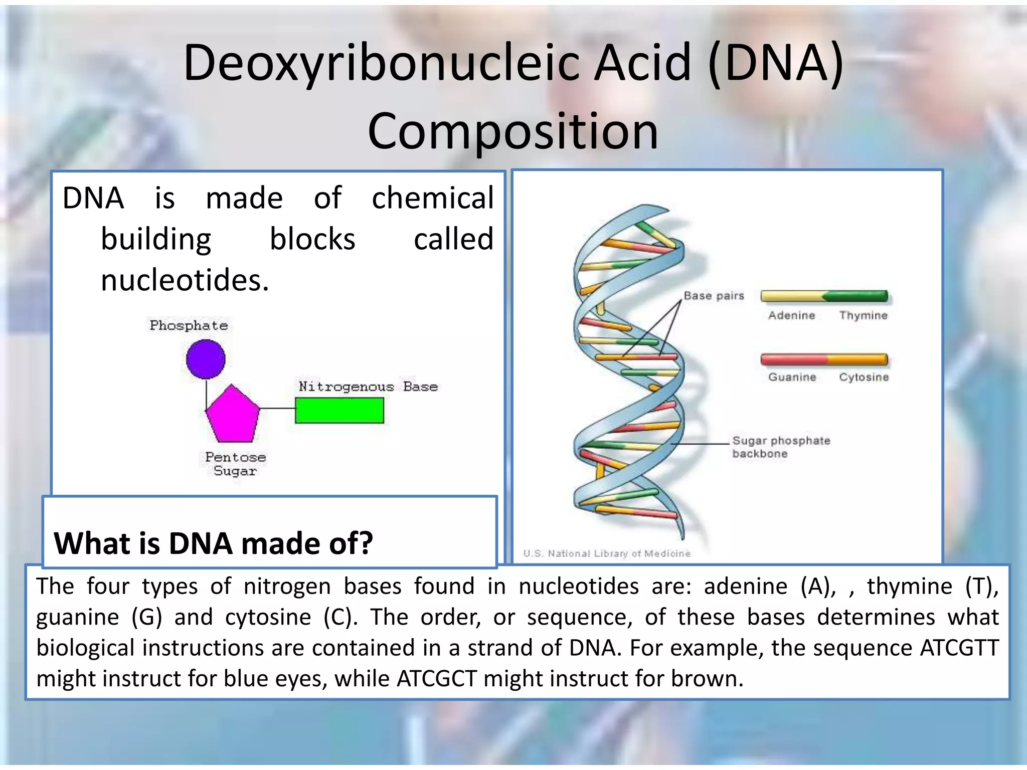 Central Dogma of Molecular Biology