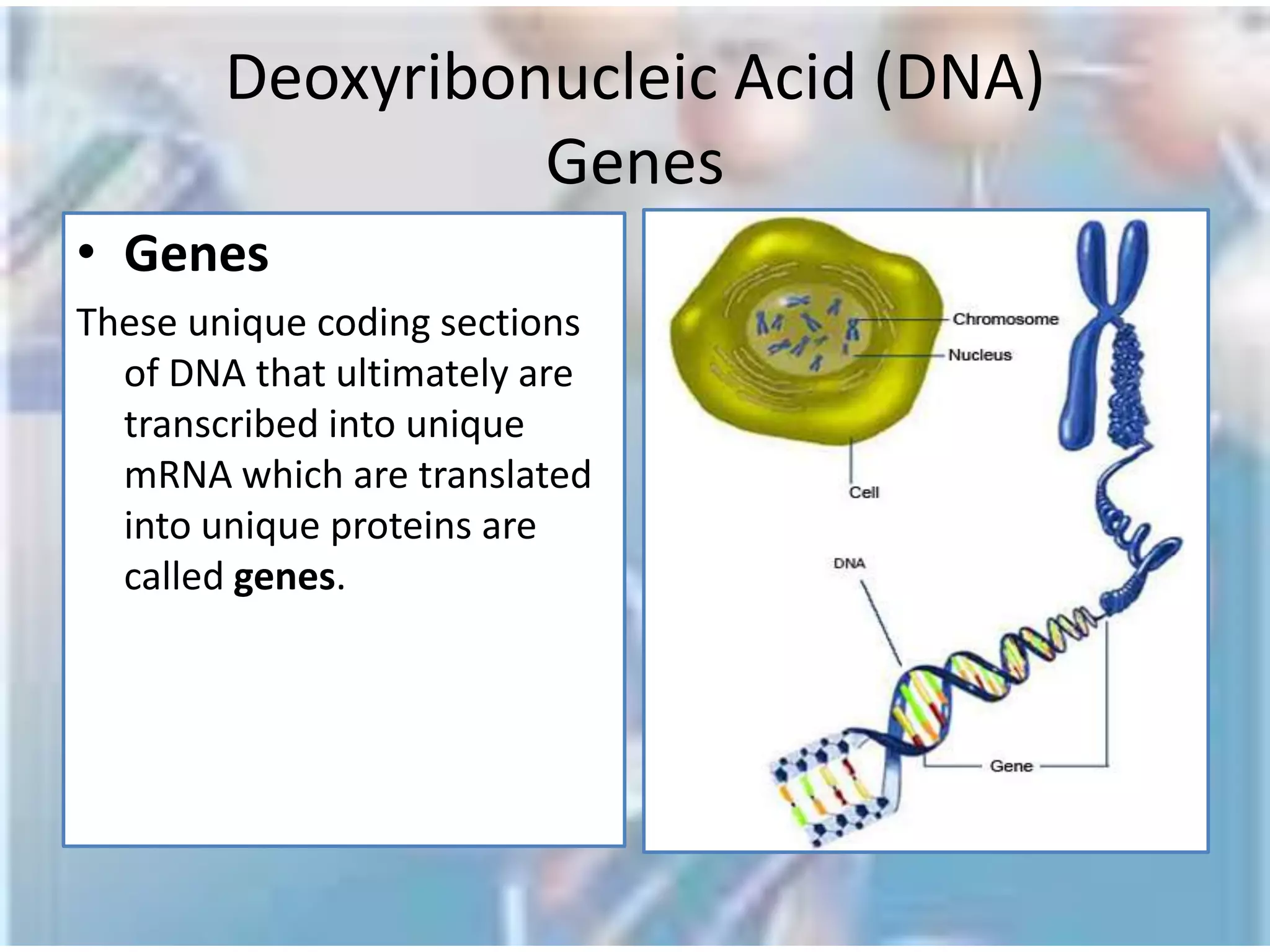 Central Dogma of Molecular Biology