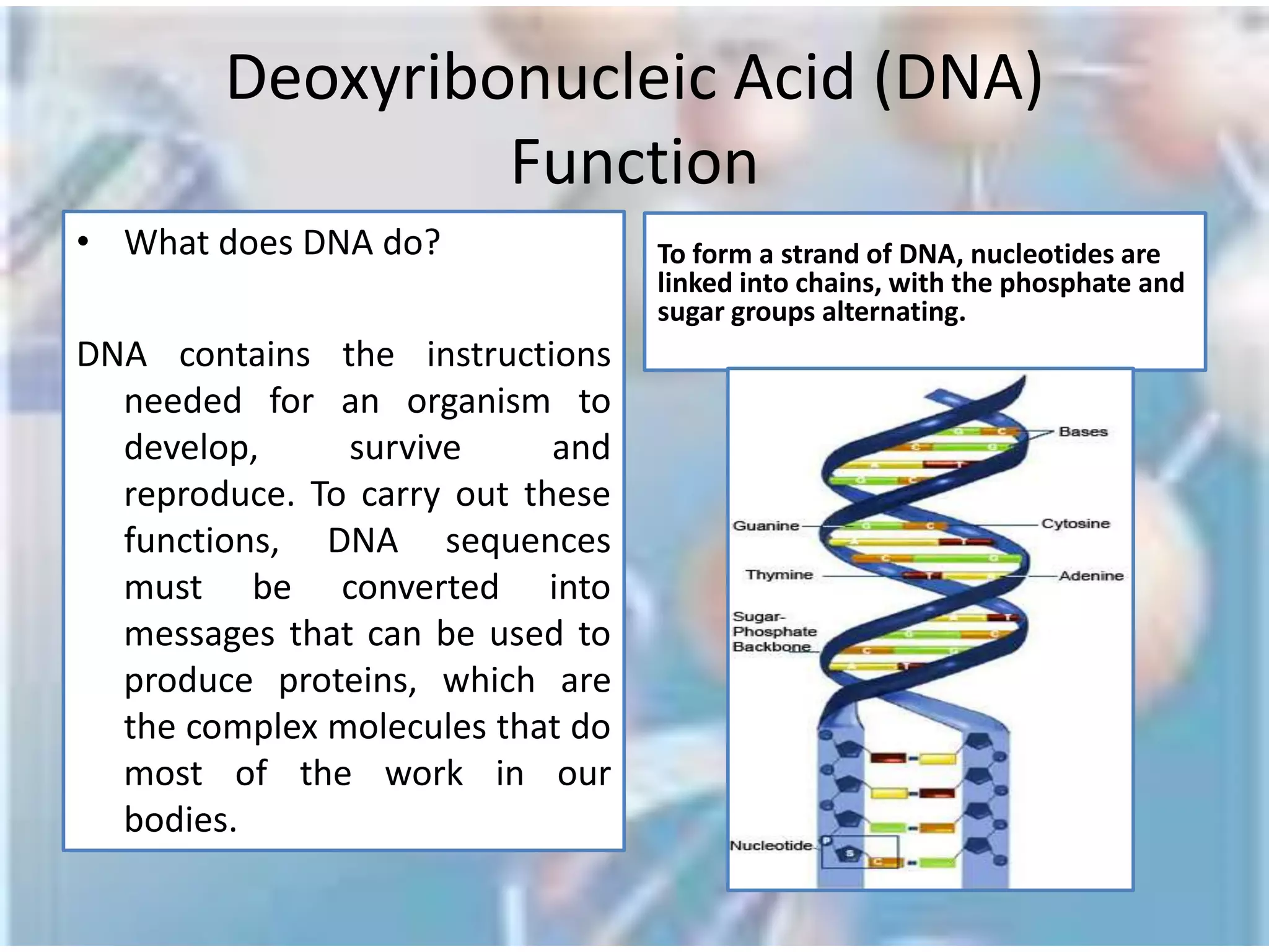 Central Dogma of Molecular BiologyDNA is responsible for all the hereditary information in an organism.