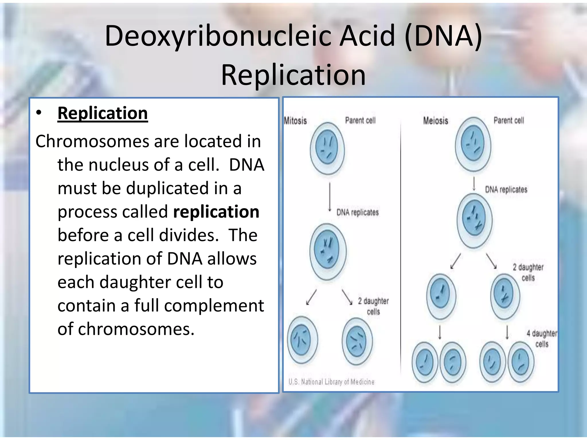 Central Dogma of Molecular Biology