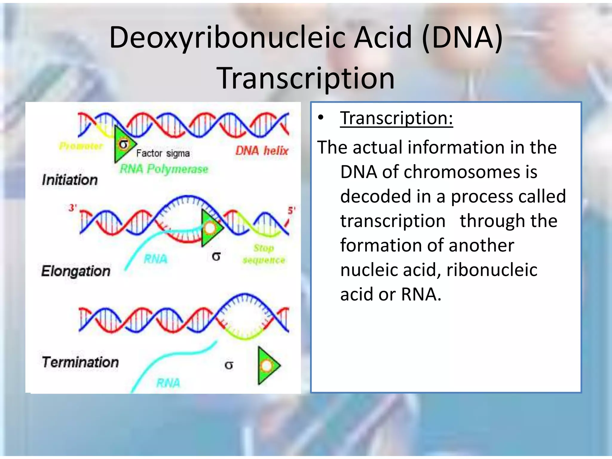 Deoxyribonucleic Acid (DNA)DNA is found inside a special area of the cell called the nucleus. Because the cell is very small, and because organisms have many DNA molecules per cell, each DNA molecule must be tightly packaged. This packaged form of the DNA is called a chromosome.