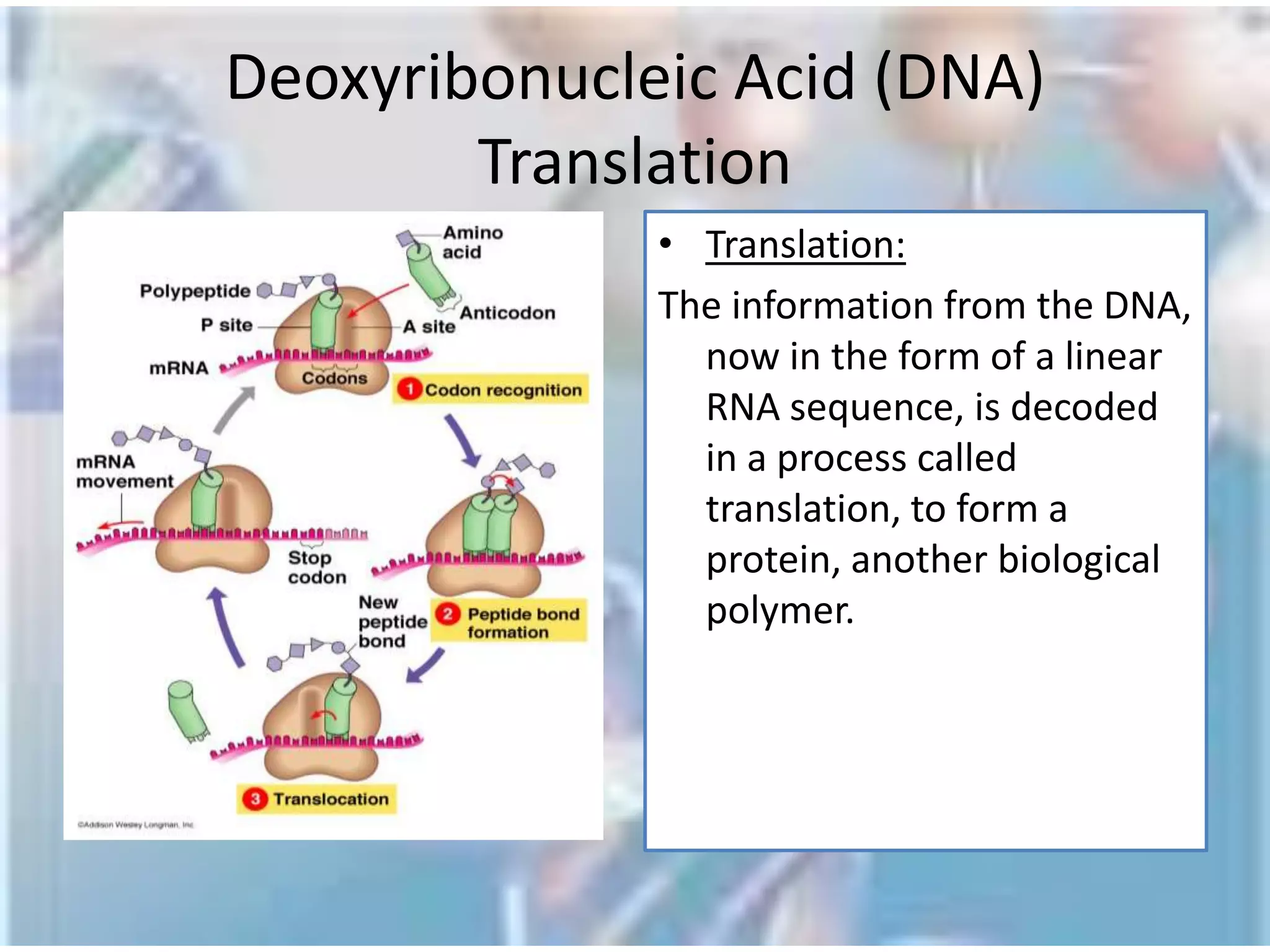 Deoxyribonucleic Acid (DNA)CompositionDNA is made of chemical building blocks called nucleotides.  What is DNA made of?The four types of nitrogen bases found in nucleotides are: adenine (A), , thymine (T), guanine (G) and cytosine (C). The order, or sequence, of these bases determines what biological instructions are contained in a strand of DNA. For example, the sequence ATCGTT might instruct for blue eyes, while ATCGCT might instruct for brown.