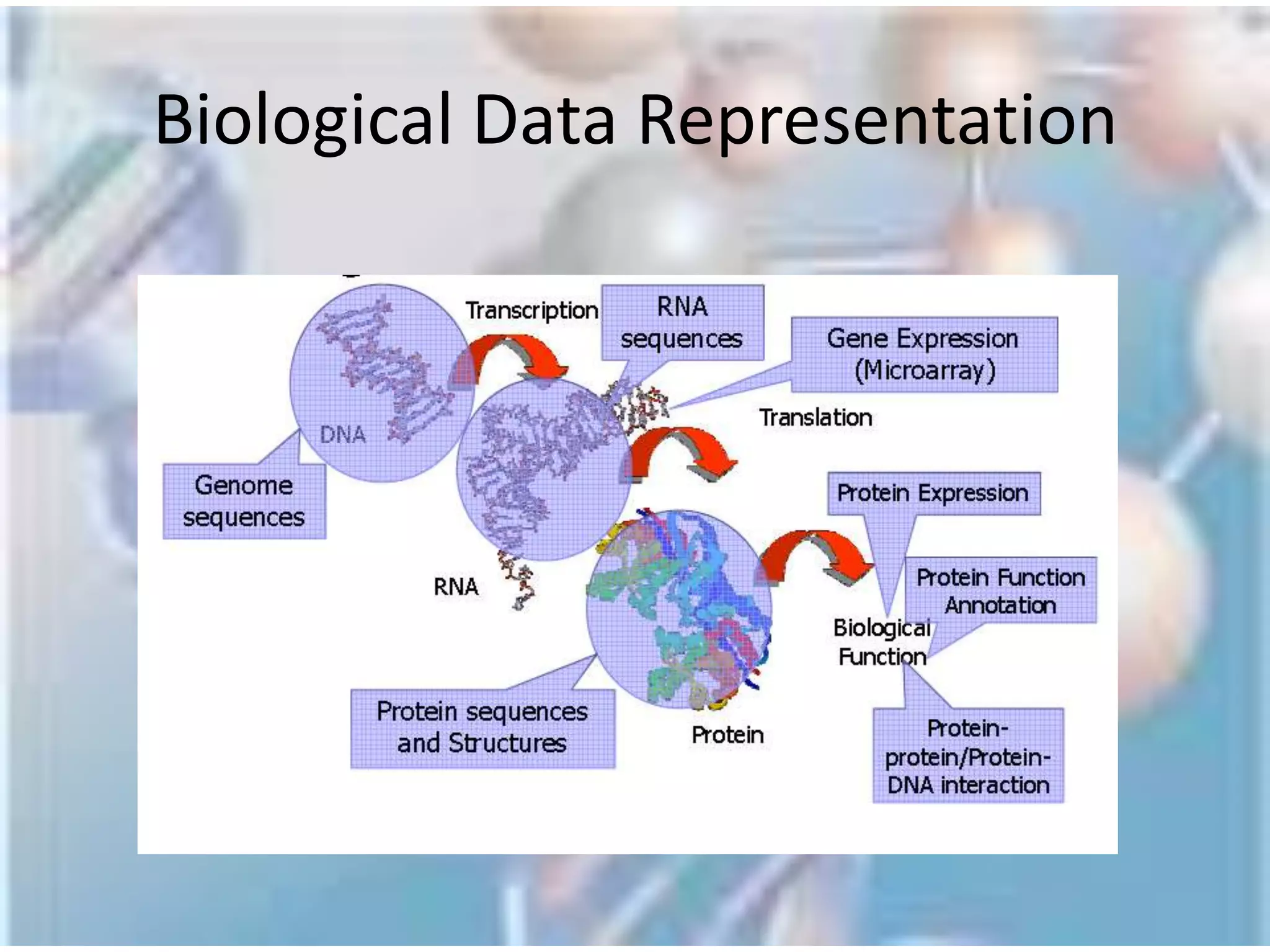 Deoxyribonucleic Acid (DNA)FunctionWhat does DNA do?DNA contains the instructions needed for an organism to develop, survive and reproduce. To carry out these functions, DNA sequences must be converted into messages that can be used to produce proteins, which are the complex molecules that do most of the work in our bodies.To form a strand of DNA, nucleotides are linked into chains, with the phosphate and sugar groups alternating.