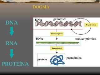 DOGMA  proteômica transcriptômica genômica DNA PROTEÍNA RNA 