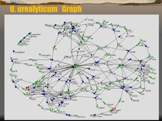 U. urealyticum  Graph 