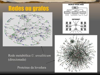 Redes ou grafos Rede metabólica  U. urealiticum (direcionada) Proteínas da levedura 