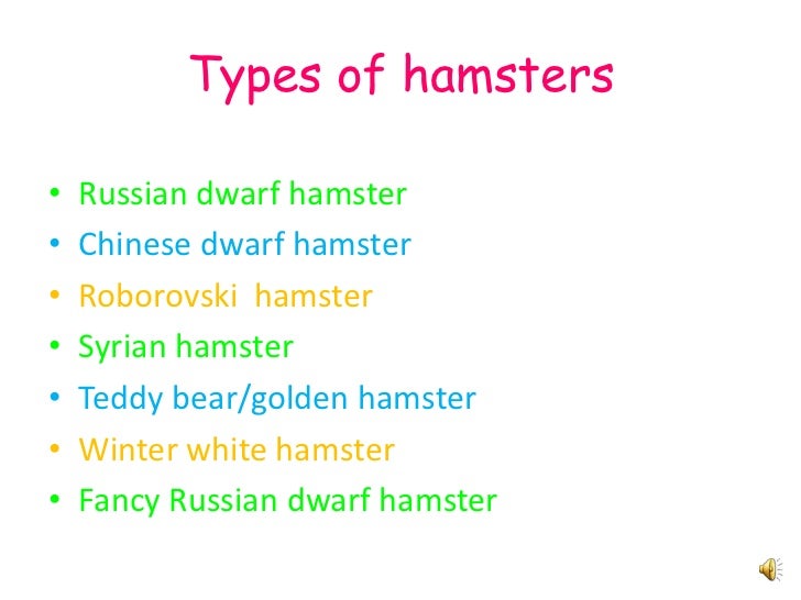 Do Dwarf Hamsters Store Food In Their Cheeks Do Dwarf Hamsters Store Food In Their Cheeks
