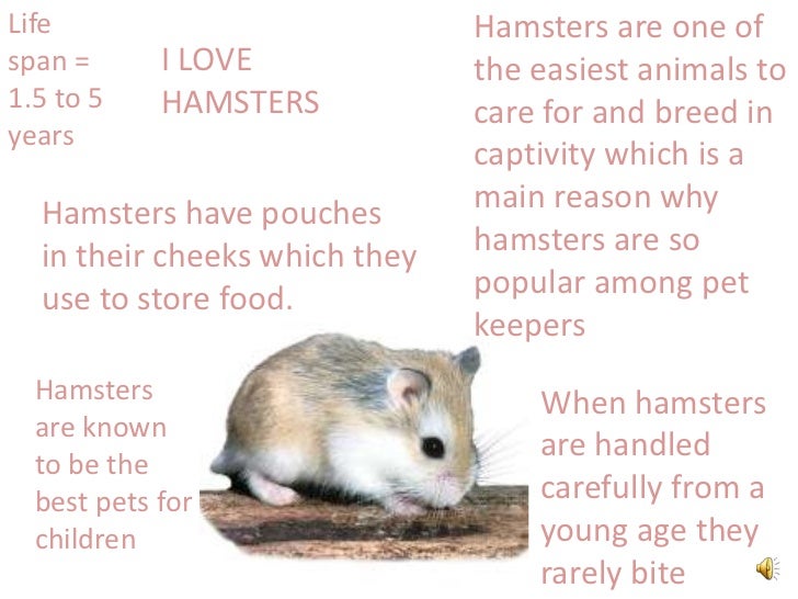 Why Do Hamsters Store Food Why Do Hamsters Store Food