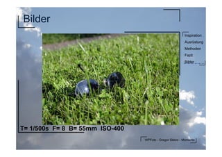 WPFoto - Gregor Sklorz - Momente
Inspiration
Ausrüstung
Methoden
Fazit
Bilder
Bilder
T= 1/500s F= 8 B= 55mm ISO-400
 