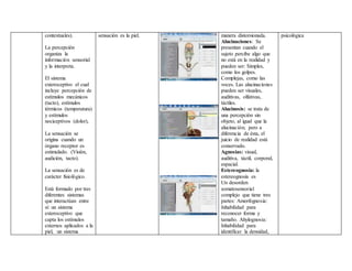 contextuales).
La percepción
organiza la
información sensorial
y la interpreta.
El sistema
exteroceptivo el cual
incluye percepción de
estímulos mecánicos
(tacto), estímulos
térmicos (temperatura)
y estímulos
nociceptivos (dolor),
La sensación se
origina cuando un
órgano receptor es
estimulado. (Visión,
audición, tacto).
La sensación es de
carácter fisiológico.
Está formado por tres
diferentes sistemas
que interactúan entre
sí: un sistema
exteroceptivo que
capta los estímulos
externos aplicados a la
piel, un sistema
sensación es la piel. manera distorsionada.
Alucinaciones: Se
presentan cuando el
sujeto percibe algo que
no está en la realidad y
pueden ser: Simples,
como los golpes.
Complejas, como las
voces. Las alucinaciones
pueden ser visuales,
auditivas, olfativas,
táctiles.
Alucinosis: se trata de
una percepción sin
objeto, al igual que la
alucinación; pero a
diferencia de ésta, el
juicio de realidad está
conservado.
Agnosias: visual,
auditiva, táctil, corporal,
espacial.
Estereognosia: la
estereognosia es
Un desorden
somatosensorial
complejo que tiene tres
partes: Amorfognosia:
Inhabilidad para
reconocer forma y
tamaño. Ahylognosia:
Inhabilidad para
identificar la densidad,
psicológica
 