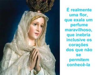 É realmente uma flor,  que exala um  perfume maravilhoso,  que inebria  inclusive os corações  dos que não se  permitem conhecê-la  
