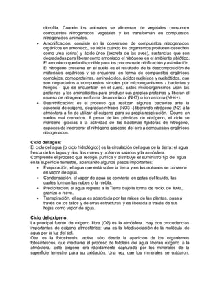 clorofila. Cuando los animales se alimentan de vegetales consumen
compuestos nitrogenados vegetales y los transforman en compuestos
nitrogenados animales.
 Amonificación: consiste en la conversión de compuestos nitrogenados
orgánicos en amoníaco, se inicia cuando los organismos producen desechos
como urea (orina) y ácido úrico (excreta de las aves), sustancias que son
degradadas para liberar como amoníaco el nitrógeno en el ambiente abiótico.
El amoníaco queda disponible para los procesos de nitrificación y asimilación.
El nitrógeno presente en el suelo es el resultado de la descomposición de
materiales orgánicos y se encuentra en forma de compuestos orgánicos
complejos, como proteínas, aminoácidos, ácidosnucleicos y nucleótidos, que
son degradados a compuestos simples por microorganismos - bacterias y
hongos - que se encuentran en el suelo. Estos microorganismos usan las
proteínas y los aminoácidos para producir sus propias proteínas y liberan el
exceso de nitrógeno en forma de amoníaco (NH3) o ion amonio (NH4+).
 Desnitrificación: es el proceso que realizan algunas bacterias ante la
ausencia de oxígeno, degradan nitratos (NO3 -) liberando nitrógeno (N2) a la
atmósfera a fin de utilizar el oxígeno para su propia respiración. Ocurre en
suelos mal drenados. A pesar de las pérdidas de nitrógeno, el ciclo se
mantiene gracias a la actividad de las bacterias fijadoras de nitrógeno,
capaces de incorporar el nitrógeno gaseoso del aire a compuestos orgánicos
nitrogenados.
Ciclo del agua:
El ciclo del agua (o ciclo hidrológico) es la circulación del agua de la tierra: el agua
fresca de los lagos y ríos, los mares y océanos salados y la atmósfera.
Comprende el proceso que recoge, purifica y distribuye el suministro fijo del agua
en la superficie terrestre, abarcando algunos pasos importantes:
 Evaporación, el agua que está sobre la tierra y en los océanos se convierte
en vapor de agua.
 Condensación, el vapor de agua se convierte en gotas del líquido, las
cuales forman las nubes o la niebla.
 Precipitación, el agua regresa a la Tierra bajo la forma de rocío, de lluvia,
granizo o nieve.
 Transpiración, el agua es absorbida por las raíces de las plantas, pasa a
través de los tallos y de otras estructuras y es liberada a través de sus
hojas como vapor de agua.
Ciclo del oxígeno:
La principal fuente de oxígeno libre (O2) es la atmósfera. Hay dos procedencias
importantes de oxígeno atmosférico: una es la fotodisociación de la molécula de
agua por la luz del sol.
Otra es la fotosíntesis, activa sólo desde la aparición de los organismos
fotosintéticos, que mediante el proceso de fotolisis del agua liberan oxígeno a la
atmósfera. Este oxígeno era rápidamente capturado por los minerales de la
superficie terrestre para su oxidación. Una vez que los minerales se oxidaron,
 