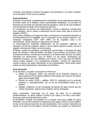 comenzó a acumularse el exceso de oxígeno en la atmósfera y, en menor cantidad,
en la hidrosfera (el O2 es poco soluble).
Ciclo del fosforo
El fósforo se encuentra mayoritariamente inmovilizado en los sedimentos oceánicos
formando parte de la litosfera (rocas sedimentarias fosfatadas). Su proceso de
liberación es muy lento por depender del ciclo geológico, razón por la cual constituye
el principal factor limitante de la producción primaria.
Su movilización se produce por meteorización, erosión y extracción mineral para
usos agrícolas, que lo ponen a disposición de los seres vivos bajo la forma de
fosfatos ( PO43-).
Estos iones, disueltos en el agua del suelo, se incorporan al ecosistema terrestre al
ser absorbidos por los vegetales, que lo incorporan en sus ácidos nucleicos y en
moléculas energéticas (ATP, ADP, AMP). De los vegetales pasa a los
consumidores, donde además se deposita en los huesos.
La descomposición (bacterias fosfatizantes) de los productos orgánicos de
excreción animal que contienen fósforo o de la materia orgánica muerta, animal o
vegetal, reincorpora el fósforo al ciclo terrestre.
El fósforo, puede ser movilizado y transportado por las lluvias y corrientes de agua
hasta los océanos. Parte del fósforo que llega a los océanos se incorpora a los
ecosistemas marinos, donde pasa a los peces, y de éstos a aves marinas, los cuales
depositan sus excrementos, ricos en fósforo, en las costas, formándose así
depósitos de guano, que son utilizados como abono, con lo que parte del fósforo
marino puede regresar a los ecosistemas terrestres. Cuando los organismos
marinos mueren sus restos sedimentan en las profundidades. Sobre estos restos
actúan los descomponedores, liberándose así el fósforo.
Ciclo del azufre
En la atmósfera, el azufre se encuentra en forma de:
 Sulfuro de hidrógeno (H2S), que proviene de la actividad volcánica, la
descomposición de la materia orgánica y del océano por la acción de ciertas
algas denominadas DMS
 Dióxido de azufre (SO2) y sulfatos (SO4 2-) originados por la actividad
volcánica y, mayoritariamente, por el uso de combustibles fósiles por el
hombre.
 Sulfatos contenidos en las microgotas de aerosol de agua marina que los
vientos transportan desde el mar al interior de los continentes.
Estos compuestos reaccionan con el vapor de agua de la atmósfera
transformándose en ácido sulfúrico (H2SO4) que vuelve a la tierra como lluvia,
formando parte de la llamada lluvia ácida.
En la litosfera, el azufre se encuentra en su mayoría como yeso (sulfato de calcio
hidratado), que se forma debido a la evaporación de aguas marinas ricas en sulfatos
(el mar es el principal reservorio de este bioelemento). Otro acúmulo importante de
azufre en el suelo son los sulfuros de hierro (piritas), que quedan en sedimentos
 