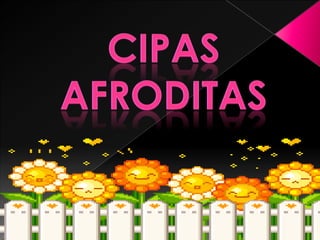CIPAS  AFRODITAS 