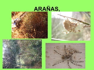 ARAÑAS,
 