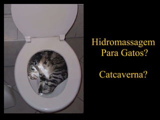 Hidromassagem  Para Gatos? Catcaverna? 