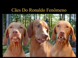 Cães Do Ronaldo Fenômeno 