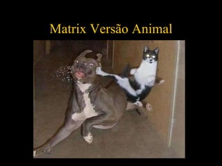 Matrix Versão Animal 