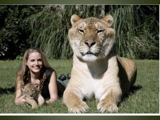 Momentos unicos kodak