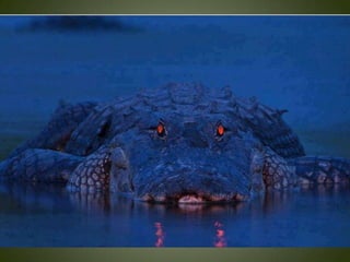 Momentos unicos kodak