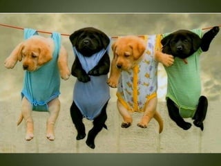 Momentos unicos kodak