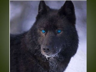 Momentos unicos kodak