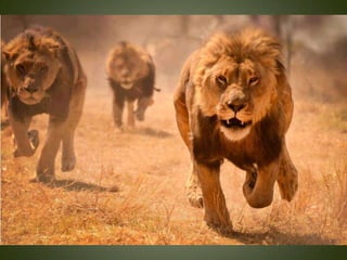 Momentos unicos kodak