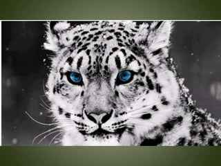 Momentos unicos kodak