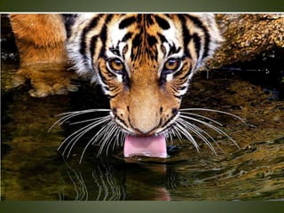 Momentos unicos kodak