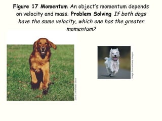 Figure 17 Momentum  An object’s momentum depends on velocity and mass.  Problem Solving  If both dogs have the same velocity, which one has the greater momentum? 