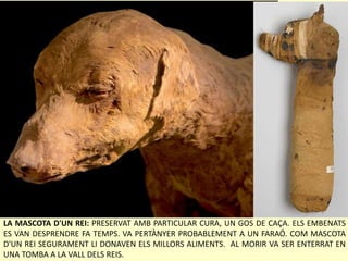 LA MASCOTA D'UN REI: PRESERVAT AMB PARTICULAR CURA, UN GOS DE CAÇA. ELS EMBENATS
ES VAN DESPRENDRE FA TEMPS. VA PERTÀNYER PROBABLEMENT A UN FARAÓ. COM MASCOTA
D'UN REI SEGURAMENT LI DONAVEN ELS MILLORS ALIMENTS. AL MORIR VA SER ENTERRAT EN
UNA TOMBA A LA VALL DELS REIS.
 