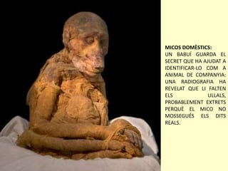 MICOS DOMÈSTICS:
UN BABUÍ GUARDA EL
SECRET QUE HA AJUDAT A
IDENTIFICAR-LO COM A
ANIMAL DE COMPANYIA:
UNA RADIOGRAFIA HA
REVELAT QUE LI FALTEN
ELS ULLALS,
PROBABLEMENT EXTRETS
PERQUÈ EL MICO NO
MOSSEGUÉS ELS DITS
REALS.
 