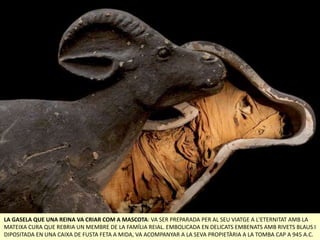 LA GASELA QUE UNA REINA VA CRIAR COM A MASCOTA: VA SER PREPARADA PER AL SEU VIATGE A L'ETERNITAT AMB LA
MATEIXA CURA QUE REBRIA UN MEMBRE DE LA FAMÍLIA REIAL. EMBOLICADA EN DELICATS EMBENATS AMB RIVETS BLAUS I
DIPOSITADA EN UNA CAIXA DE FUSTA FETA A MIDA, VA ACOMPANYAR A LA SEVA PROPIETÀRIA A LA TOMBA CAP A 945 A.C.
 