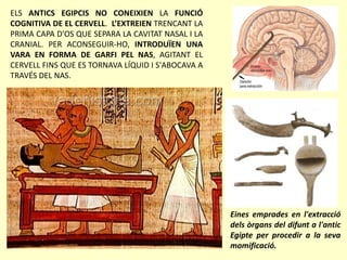 ELS ANTICS EGIPCIS NO CONEIXIEN LA FUNCIÓ
COGNITIVA DE EL CERVELL. L’EXTREIEN TRENCANT LA
PRIMA CAPA D'OS QUE SEPARA LA CAVITAT NASAL I LA
CRANIAL. PER ACONSEGUIR-HO, INTRODUÏEN UNA
VARA EN FORMA DE GARFI PEL NAS, AGITANT EL
CERVELL FINS QUE ES TORNAVA LÍQUID I S'ABOCAVA A
TRAVÉS DEL NAS.
Eines emprades en l'extracció
dels òrgans del difunt a l'antic
Egipte per procedir a la seva
momificació.
 