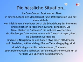 Die hässliche Situation…
Im Care-Center: Dort werden Tiere
in einem Zustand der Mangelernährung, Dehydratation und mit
einer Vielzahl
von Infektionen, die schwer durch die Schwächung des Immtems
und schlechten körperlichen Zustand behandelt. Die
Tiere bleiben in "Intensive" für mehrere Wochen, bis
sie die Gruppe Care aktivieren und mit Zuversicht sagen, dass
sie überleben werden. Sie
sind meist Neugeborene und haben etwa einen 50% Chance
auf Überleben, während die größeren Tiere, die gepflegt sind
durch Vorlage spezifische Infektionen, Traumata
oder problematische Verhalten, auf die natürliche Umwelt mit ei
ner Rate von über 85% zurückkommen.
 