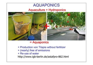 AquacultureAquacultureAquacultureAquacultureAquacultureAquacultureAquacultureAquaculture ++++++++ HydroponicsHydroponicsHydroponicsHydroponicsHydroponicsHydroponicsHydroponicsHydroponics
======== AquaponicsAquaponicsAquaponicsAquaponicsAquaponicsAquaponicsAquaponicsAquaponics
++++ ProductionProductionProductionProduction vonvonvonvon TilapiaTilapiaTilapiaTilapia withoutwithoutwithoutwithout fertilizerfertilizerfertilizerfertilizer
+ (+ (+ (+ (nearlynearlynearlynearly)))) freefreefreefree ofofofof emissionsemissionsemissionsemissions
++++ ReReReRe----useuseuseuse ofofofof waterwaterwaterwater
http://www.igb-berlin.de/astafpro-862.html
AQUAPONICSAQUAPONICSAQUAPONICSAQUAPONICS
++++
 