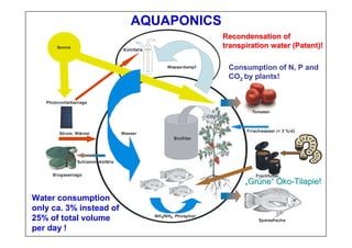 Biofilter
NH4/NH3, Phosphor
CO2
Wasserdampf
Wasser
Speisefische
Tomaten
Biogasanlage
Schlamm, Abfälle
Strom, Wärme
Photovoltaikanlage
Sonne
Fischfutter
Kühlfalle
Frischwasser (< 3 %/d)
„„GrGrüünene““ ÖÖkoko--TilapieTilapie!!
RecondensationRecondensation ofof
transpirationtranspiration waterwater (Patent)!(Patent)!
Water consumption
only ca. 3% instead of
25% of total volume
per day !
AQUAPONICS
Consumption of N, P and
CO2 by plants!
 
