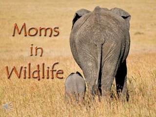 Moms in wildlife. (v.m.)