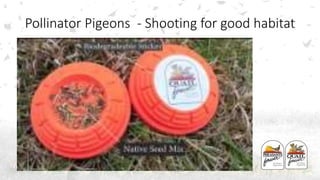 Pollinator Pigeons - Shooting for good habitat
 