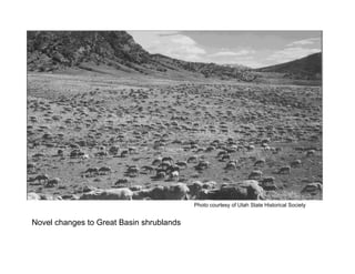 Photo courtesy of Utah State Historical Society

Novel changes to Great Basin shrublands

 