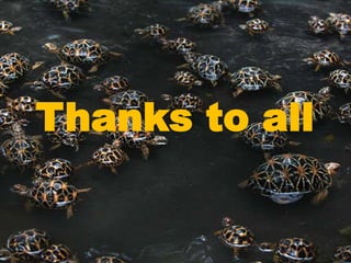 Tortoise Slideshow Presentation on Tortoise | PPTX