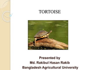TORTOISE
Presented by
Md. Rakibul Hasan Rakib
Bangladesh Agricultural University
 