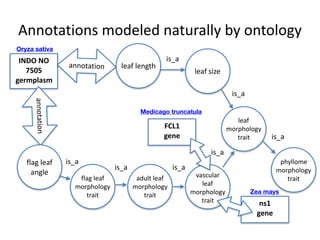 Annotations	modeled	naturally	by	ontology
INDO	NO	
7505	
germplasm
annotation
annotation
flag	leaf	
angle
leaf	length
leaf...