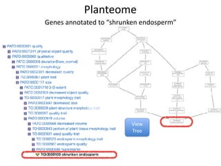 Genes	annotated	to	“shrunken	endosperm”
Planteome
View	
Tree
 