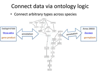 Ontology-based services for querying and mining plant genomic and phenomic data