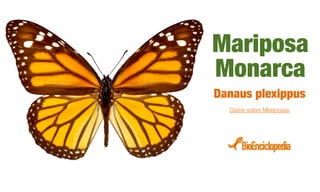 Mariposa
Monarca
Danaus plexippus
Datos sobre Mariposas
 